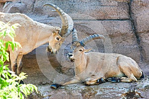 Big horn goat - Nubian Ibex